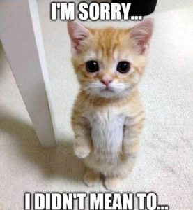 Sorry Images Cat