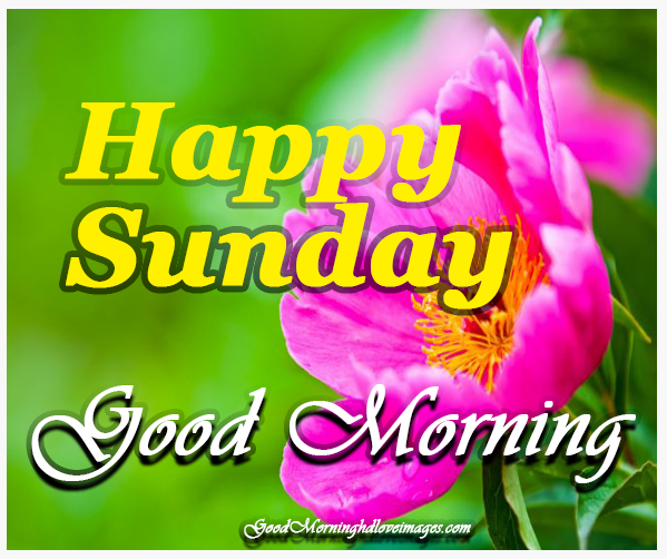 249+ Latest Good Morning Happy Sunday Hd Images With Wishes - Good Morning