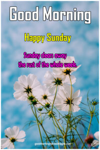Delightful Good Morning Happy Sunday Images free Download for Google Chrome