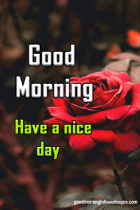 Have a nice day good morning images with rose flower download for chrome browser