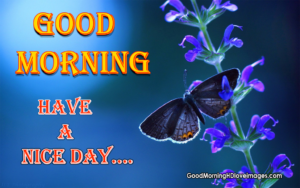 Marvelous Good Morning Images with Butterfly Quotes