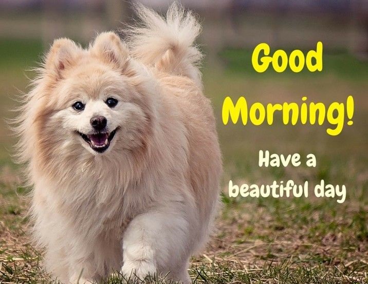 Good Morning Images Animals