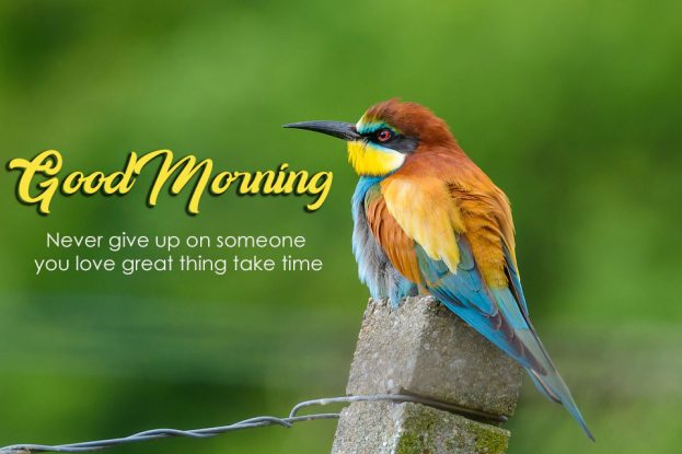 Good Morning Images With Birds